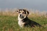 CORGI PEMBROKE 1129